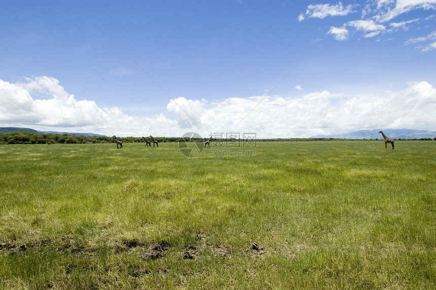 草原上的法拉菲大草原环境动物哺乳动物旅行旅游家庭脖子荒野国家图片