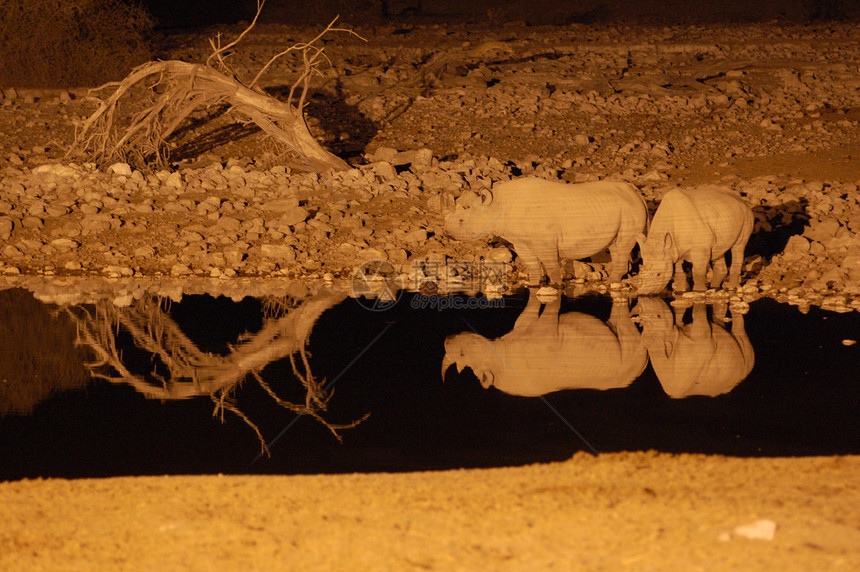 夜里在水坑的犀牛图片