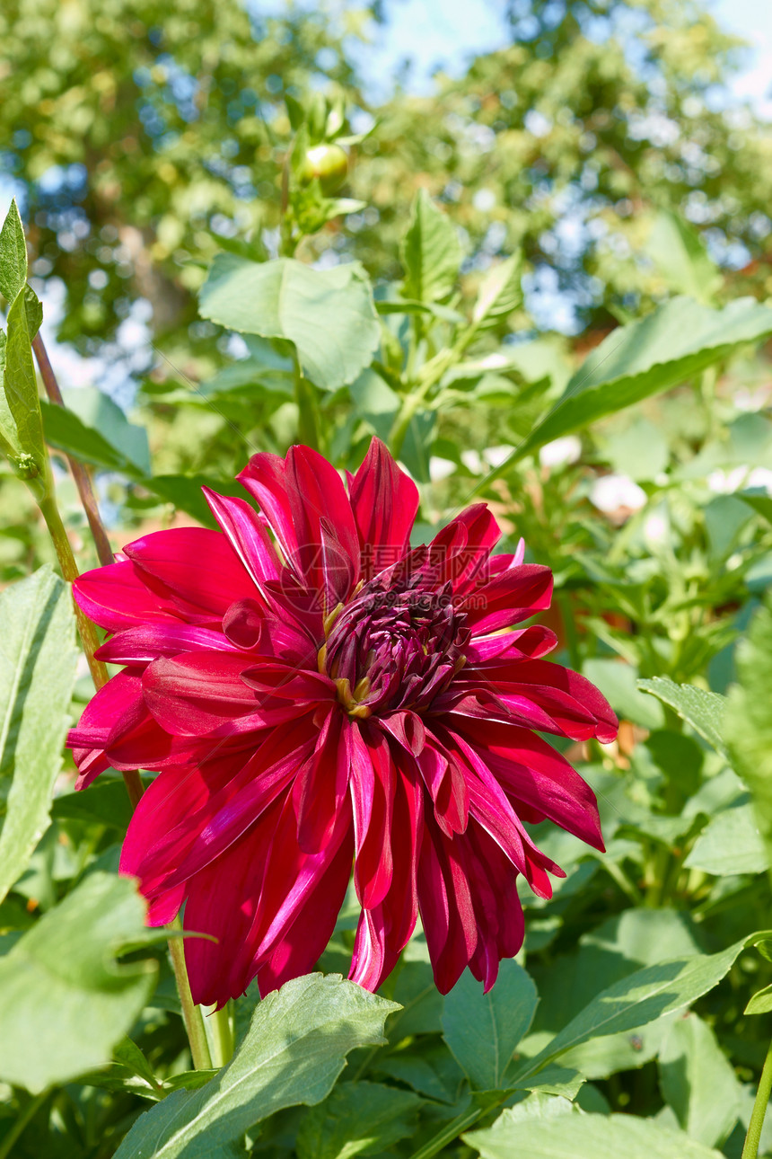 红大丽花季节叶子背景植物公园花园植物学花坛生活花粉图片