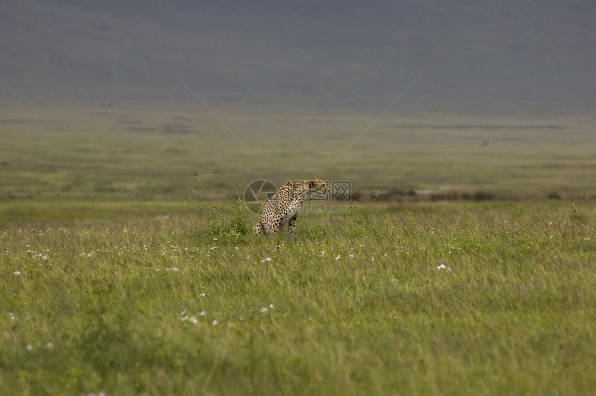 猎豹哺乳动物大草原男性公园短跑食肉马赛大猫毛皮动物图片