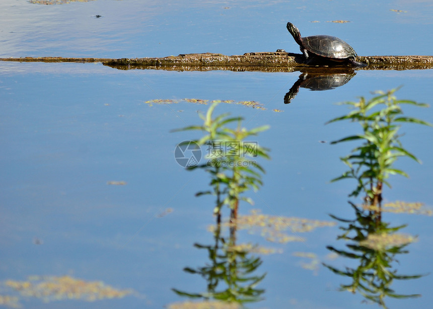 涂漆海龟动物沼泽野生动物两栖动物群图片