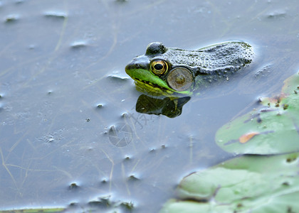 土石蛙牛蛙青蛙两栖动物池塘野生动物背景图片