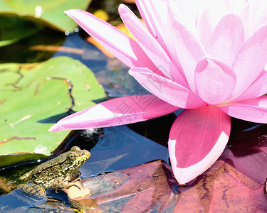 土石蛙两栖沼泽自然池塘牛蛙野生动物生物动物背景图片