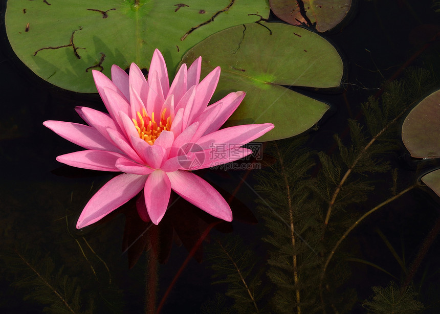 粉红水植物学粉红色池塘植物群荷花睡莲植物水生植物图片