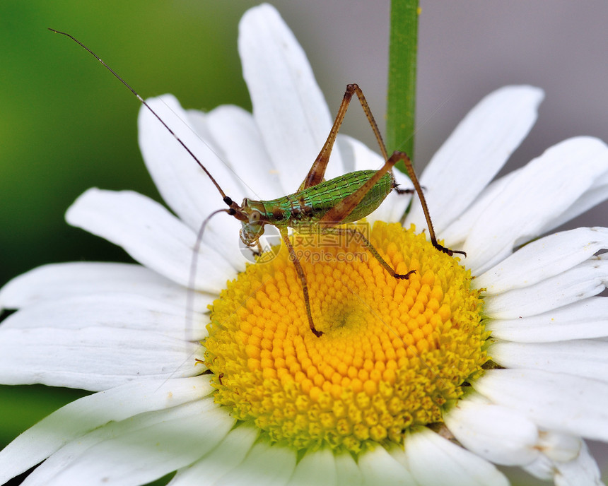 卡蒂迪德尼姆夫蟋蟀荒野漏洞野生动物动物绿色动物群野花若虫昆虫图片