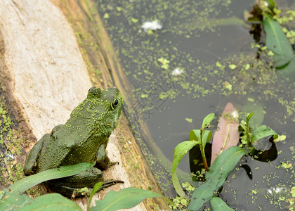 土石蛙野生动物自然沼泽池塘两栖生物动物牛蛙背景图片