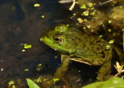 土石蛙动物牛蛙两栖野生动物青蛙池塘背景图片