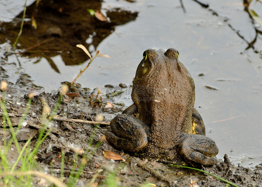 土石蛙两栖野生动物池塘沼泽生物牛蛙动物自然图片