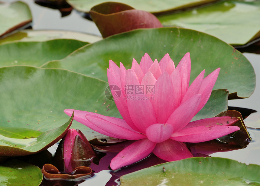 粉红水植物学粉色植物池塘植物群荷花图片