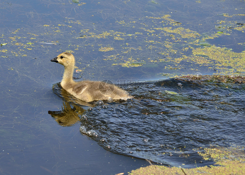 加拿大 戈斯林鸟类水鸟池塘野生动物沼泽图片