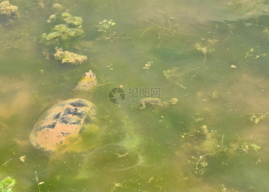 捕食海龟鲷鱼池塘沼泽动物鳄龟野生动物图片