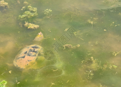 捕食海龟鲷鱼池塘沼泽动物鳄龟野生动物背景图片