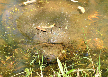 捕食海龟鳄龟池塘沼泽野生动物动物背景图片