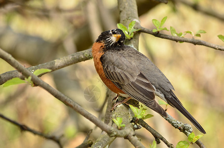 美国罗宾动物野生动物荒野红色红胸鸟类后院观鸟背景图片