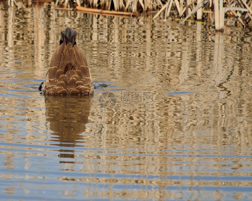 加拿大鹅野生动物沼泽池塘观鸟图片