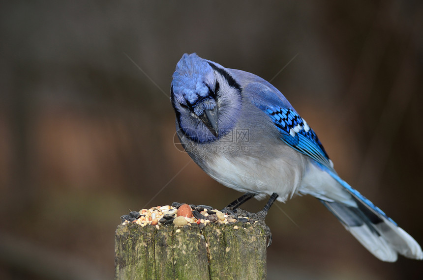 Blue Jay 在帖子上鸟类野生动物图片