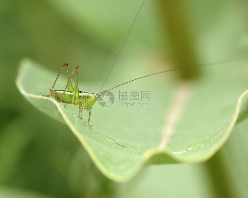 卡蒂迪德尼姆夫害虫若虫昆虫漏洞动物宏观绿色图片