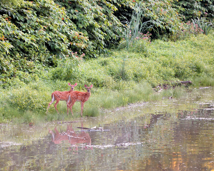 白尾鹿野生动物溪流场地婴儿哺乳动物动物图片
