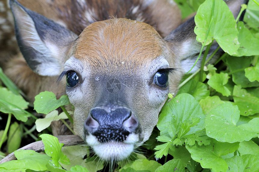 白尾鹿渡牛哺乳动物婴儿野生动物场地新生动物图片