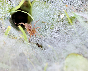 蜘蛛昆虫网络漏洞动物宏观害虫动物群背景图片