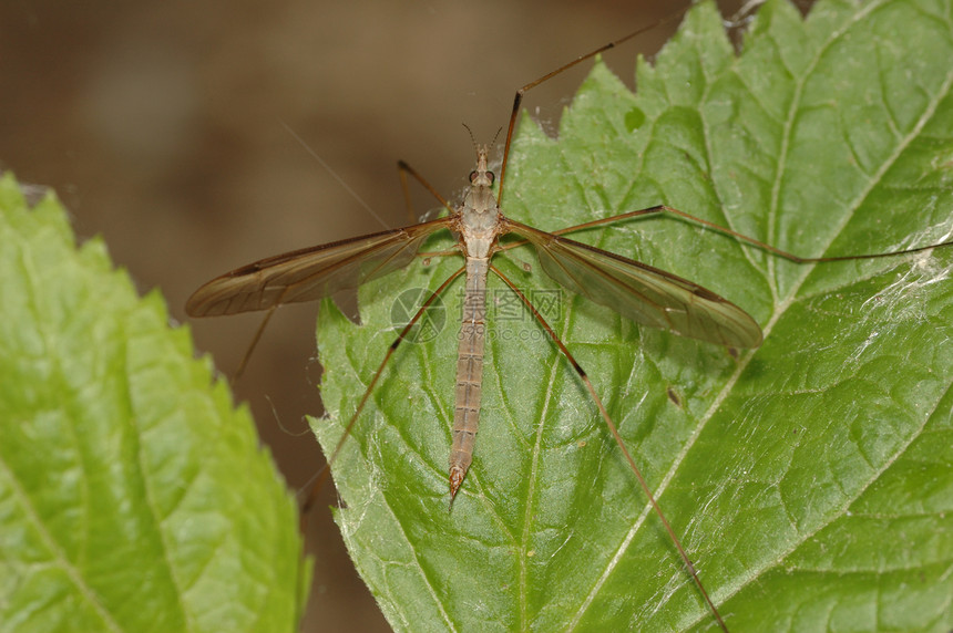 Crane Fly 起飛野生动物宏观害虫昆虫植物叶子漏洞图片