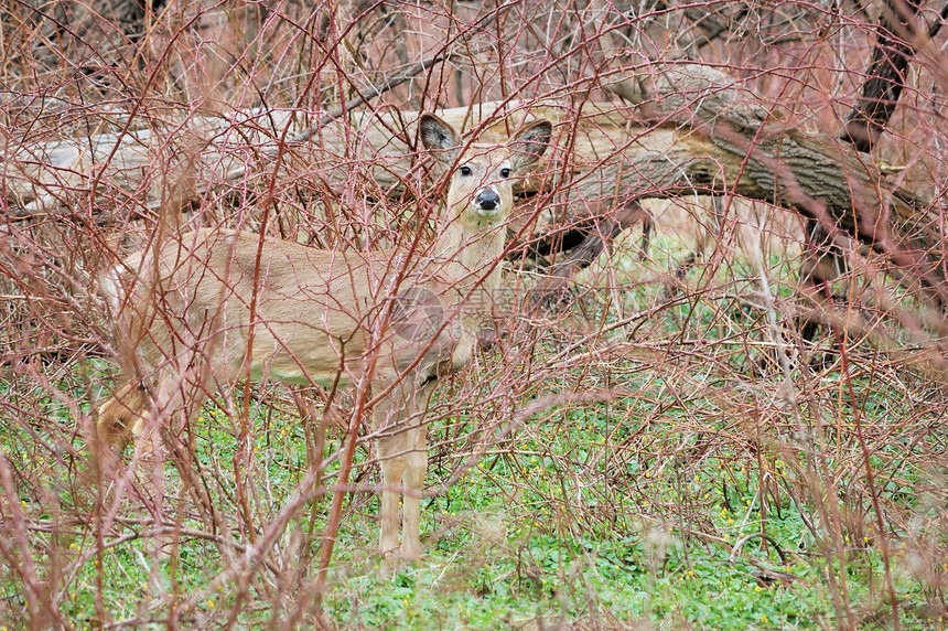 白尾鹿年动物树木灌木丛哺乳动物野生动物图片