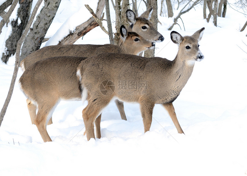 白尾鹿年龄和 Doe树木哺乳动物野生动物动物图片