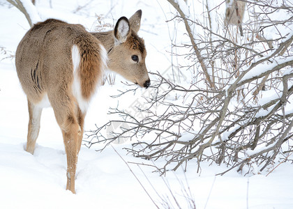 一岁白尾鹿年树木动物哺乳动物野生动物背景