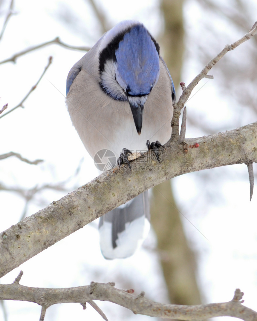 蓝鸟鸟类野生动物图片