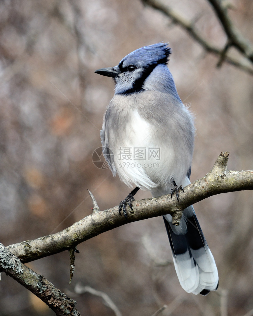 蓝鸟野生动物鸟类图片