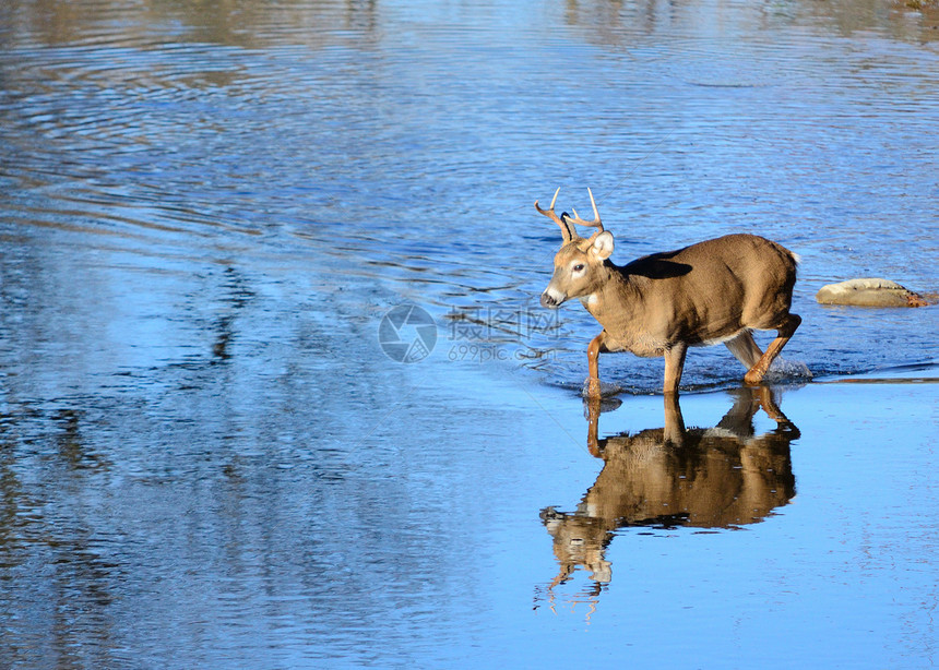 白尾鹿巴克场地鹿角动物哺乳动物野生动物男性溪流图片