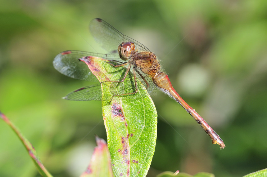 鲁比梅多霍鹰绿色草地湿地宏观野生动物兽头昆虫水平蜻蜓野外动物图片