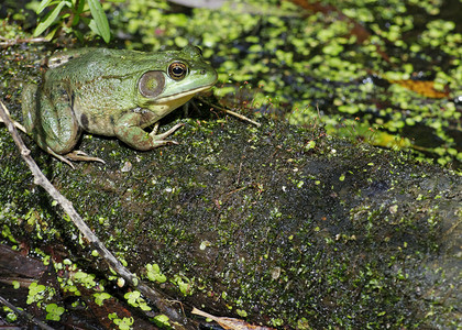 土石蛙两栖沼泽动物群野生动物青蛙动物背景图片
