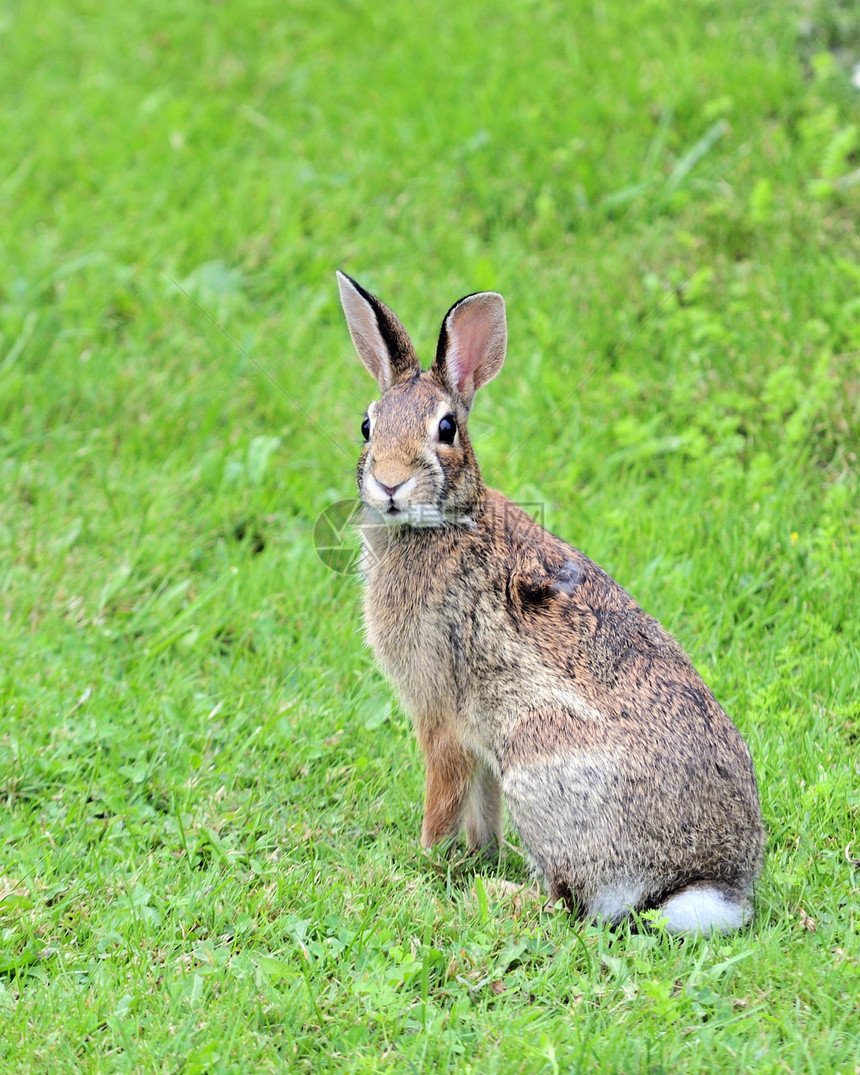 棉尾兔动物群场地哺乳动物野兔动物兔子野生动物野外动物棕色图片