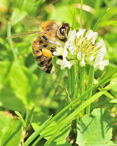 蜜蜂摄影昆虫动物害虫宏观漏洞背景图片