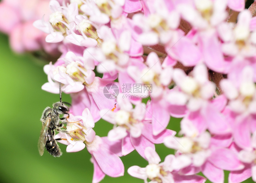 安德瑞德蜜蜂野生动物昆虫花粉漏洞粉色图片