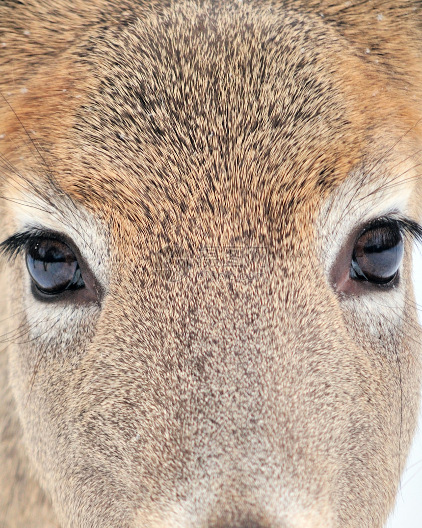 白尾鹿巴克场地野生动物哺乳动物动物鹿角男性图片