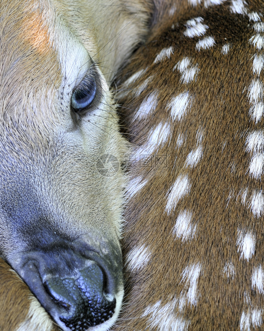 新出生的白尾鹿哺乳动物场地动物野生动物婴儿图片