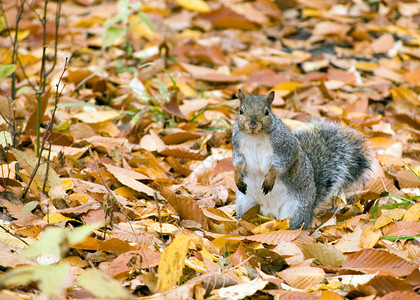 灰性松鼠灰色动物动物群荒野生物食物公园松鼠坚果野生动物背景图片