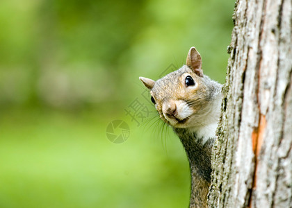 灰性松鼠灰色坚果荒野动物动物群野生动物生物松鼠尾巴森林背景图片