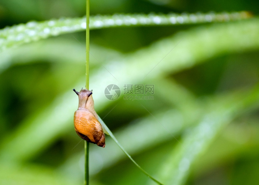 园圃害虫鼻涕虫花园野生动物图片