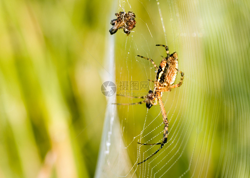 花园蜘蛛宏观昆虫漏洞野生动物uo网络图片