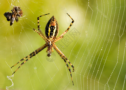 花园蜘蛛漏洞网络uo野生动物宏观昆虫背景图片