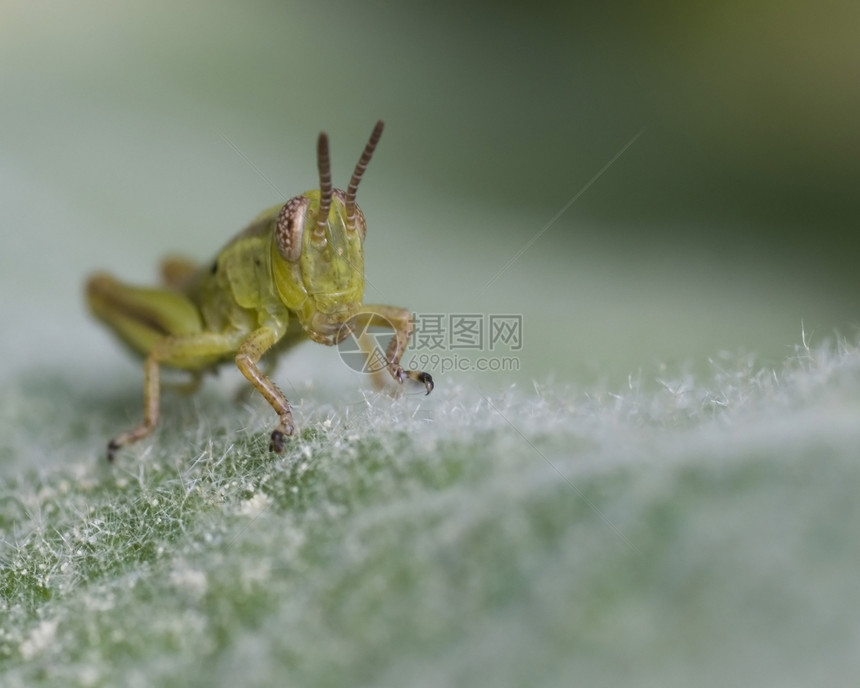 蚂蚱野生动物害虫绿色场地昆虫图片