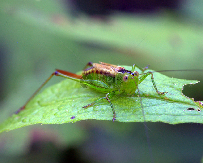 卡蒂迪德尼姆夫昆虫漏洞若虫宏观动物害虫绿色图片