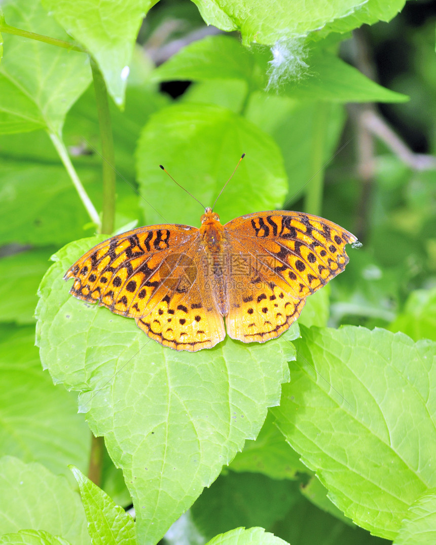 飞天蝴蝶 大冰冷的弗里蒂利亚里植物植物学昆虫自然动物图片