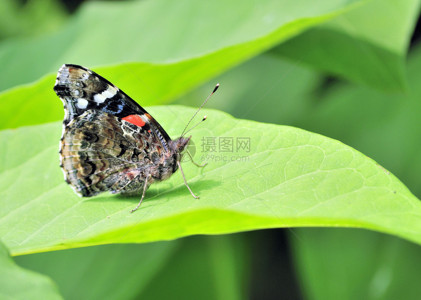 红蝴蝶上将场地宏观漏洞昆虫野生动物图片