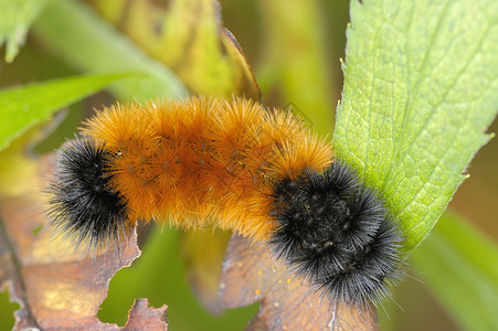 Wooly Bear 毛熊履带虫漏洞宏观野生动物昆虫背景图片