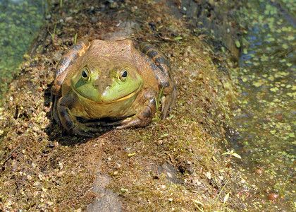土石蛙两栖池塘动物沼泽野生动物牛蛙背景图片