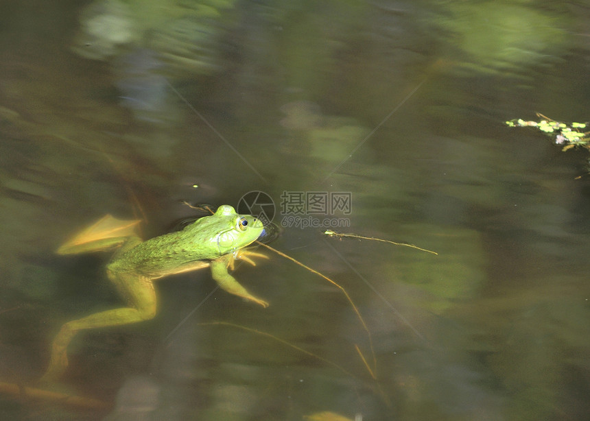 土石蛙动物动物群沼泽青蛙两栖野生动物图片